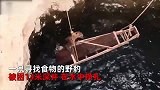 印度野豹坠入13米深井，水中不停挣扎，救援队出奇招帮脱困
