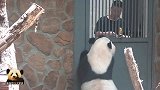 大熊猫站高高才能吃到小零食：奶爸奶妈别闹了，快给本宝宝！