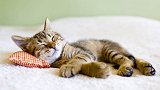 “吸猫”有风险！南京一女子抱猫睡觉致猫虱钻入人耳