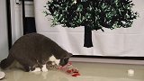 主人扮成圣诞老人给猫惊喜，猫吓得东躲西藏，看到礼物后却玩疯了