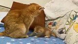 橘猫：欺负我欺负惯了下不去了吧
