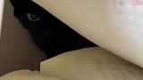 一年没人住发现一窝小猫咪