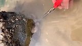 来海边赶海，发现大猫眼螺，拿来挤一挤特别过瘾