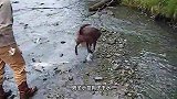 帮主人抓鱼的狗狗，一口一条大鱼，镜头记录全过程