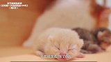 记录母猫贝莉第一次做妈妈的100天 第2天 给小奶猫们取名字