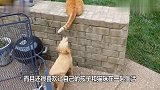 小主人一口咬住猫咪尾巴，猫咪刚要发火，回头看是宝宝秒变脸