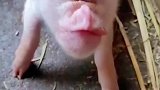 猪生只能坚强靠自己了，独眼猪