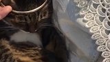 猫：别碰我，我就想躺着睡觉！