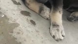 狗子主人你这房子盖的比较小呀