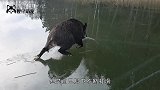 野猪在雪地上遇到猎犬，扭头就跑速度飞快，网友：野猪开挂了