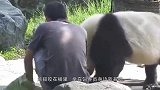 饲养员喂熊猫吃竹子，熊猫把竹子舞得虎虎生威，镜头记录搞笑画面