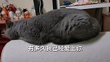 小猫咪也会觉得委屈