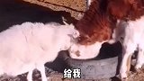 搞笑配音-上班的路上风太大，到公司不得天黑了呀！