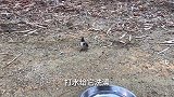 放养半年开始慢慢野性了，洗完澡给它喂点葡萄可以增加感情