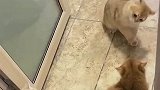 摇头尾巴晃