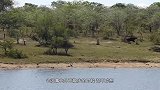 水牛被狮子逼下水，又被鳄鱼追上岸，接下来剧情竟再次出现反转