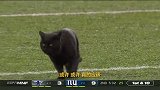 霸气黑猫乱入NFL球场狂奔50码完成达阵 解说笑岔气