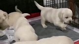 这么小都那么调皮，长大了可怎么得了