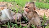 两只孤儿猴抱头哭泣，相互安慰，感情真好