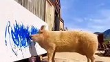 你知道“猪界毕加索”吗，一幅画作卖了十七万
