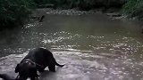 遇到这种猎狗,就算是巨型野猪,也只有惨死在水里的份了