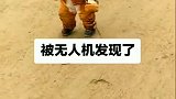 宝宝被无人机发现了，还被训话，哈哈！