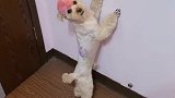 泰迪犯错了，怕主人揍它，泰迪居然拿钱讨好主人！