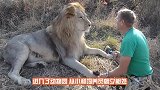 狮子发狂袭击饲养员，一旁的母狮突然上前，镜头拍下感人瞬间