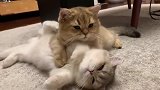 猫咪喂奶，生无可恋，这小眼神！