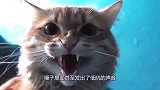 萌宠：主人外出几天回家，猫咪生气道：你有本事别回来了