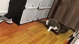猫：不是说好不动手了吗你怎么出尔反尔呢