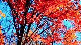 片片红叶好似满树繁花盛开