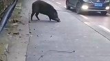 说出来你们都不信，我被野猪碰瓷了