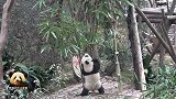 熊猫宝宝们的游戏时间，尽情“探险”，尽情玩耍，好欢乐