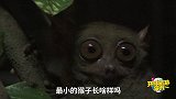 世界上最小的猴类，只有成年人巴掌大小，一不小心就容易被惊醒！