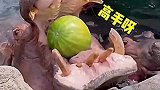 河马还能吃西瓜呢
