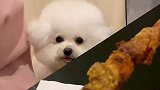 小狗看着主人手里的肉串，小胳膊都抡冒烟了