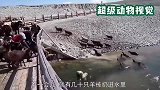 主人将羊群赶上桥，还将羊儿扔下河，这究竟是为什么