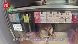 最新网红狗迅速蹿红！裹棉衣帮主人看摊，成“镇店神兽”