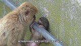 小猴被关在笼子里，狗狗刨坑帮小猴逃出，镜头拍下暖心全过程
