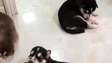 一群小可爱玩亲亲