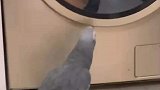 真没想到鹦鹉敲完以后会问这是什么