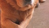 真可爱，这姿势、这二郎腿翘好