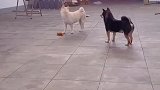 大型表演现场，偷吃不成巧妙掩饰尴尬