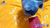 主人给猫咪们发红包，三只淡定一只见钱眼开，小财迷的表现太逗了