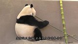 大熊猫被松鼠踹了一脚，这呆萌的反应，简直太可爱了！