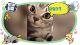 猫咪“生气”超难哄，小情绪爆发：莫挨老子！