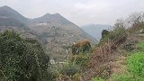 老家日常山上挖野菜吃，这种野菜很好吃，却是许多人的噩梦菜