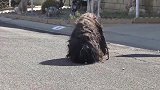 狗狗流浪街头多年，胆大美女用食物诱惑，一把将其抓获收为爱宠