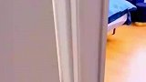 狗子偷睡主人的床，被主人发现吓一跳